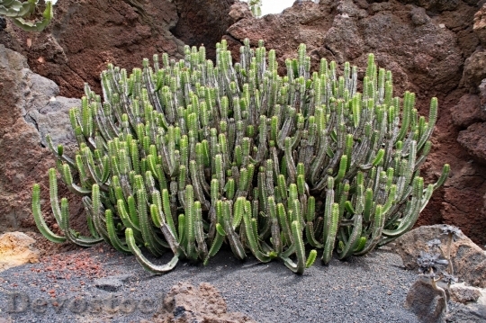Devostock Cactus beautiful  (241)