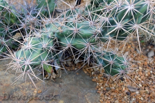 Devostock Cactus beautiful  (246)