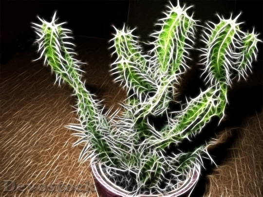 Devostock Cactus beautiful  (248)