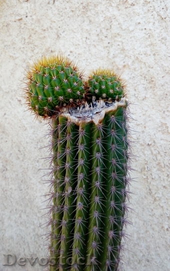 Devostock Cactus beautiful  (259)
