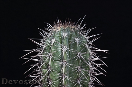 Devostock Cactus beautiful  (26)