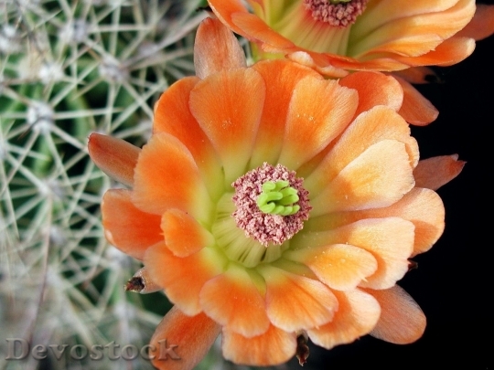 Devostock Cactus beautiful  (269)