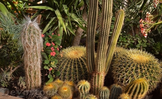 Devostock Cactus beautiful  (286)