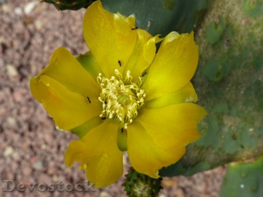 Devostock Cactus beautiful  (29)