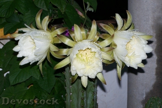 Devostock Cactus beautiful  (30)