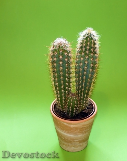 Devostock Cactus beautiful  (308)