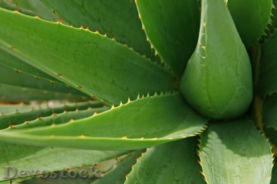 Devostock Cactus beautiful  (310)