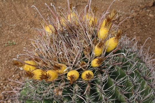 Devostock Cactus beautiful  (320)