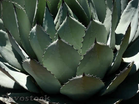Devostock Cactus beautiful  (361)