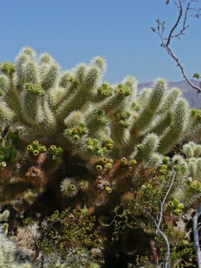 Devostock Cactus beautiful  (362)