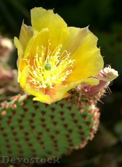 Devostock Cactus beautiful  (363)
