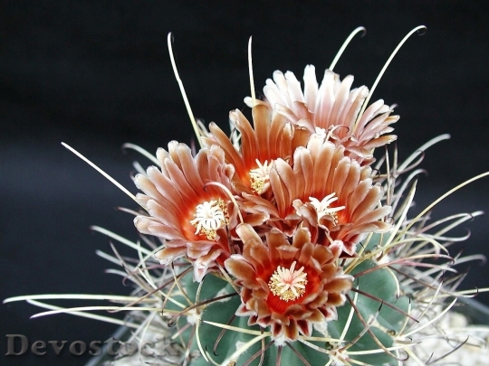 Devostock Cactus beautiful  (37)