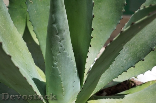 Devostock Cactus beautiful  (371)