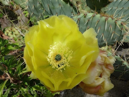 Devostock Cactus beautiful  (375)