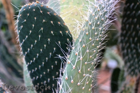 Devostock Cactus beautiful  (382)