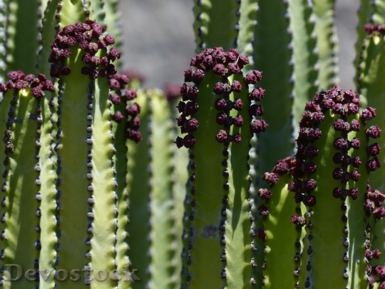 Devostock Cactus beautiful  (41)