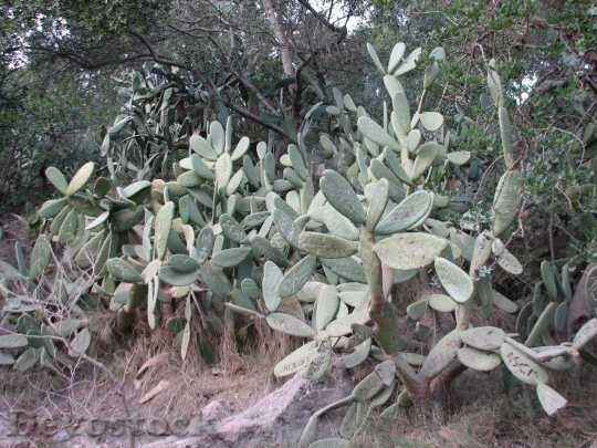 Devostock Cactus beautiful  (42)