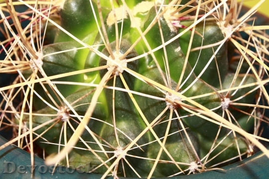 Devostock Cactus beautiful  (420)