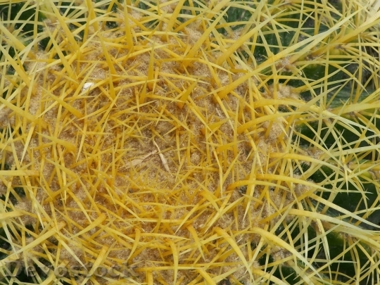 Devostock Cactus beautiful  (425)