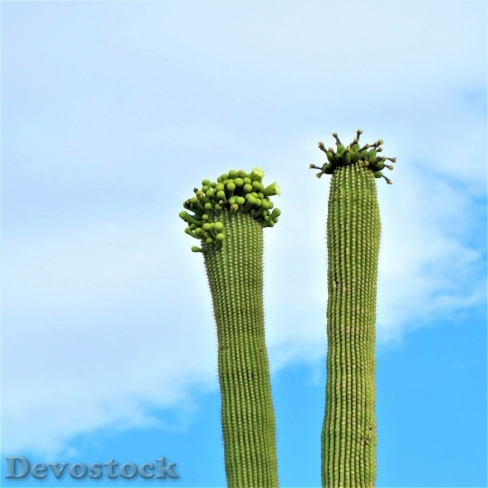 Devostock Cactus beautiful  (451)