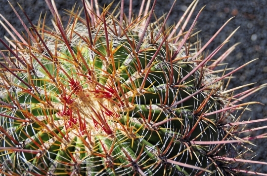 Devostock Cactus beautiful  (458)