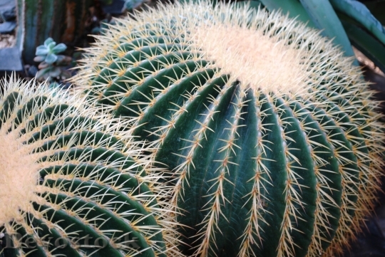 Devostock Cactus beautiful  (46)
