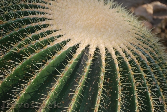 Devostock Cactus beautiful  (48)