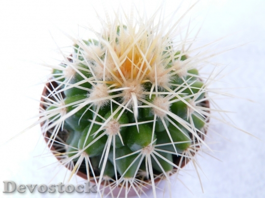 Devostock Cactus beautiful  (497)