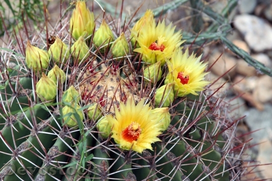 Devostock Cactus beautiful  (498)
