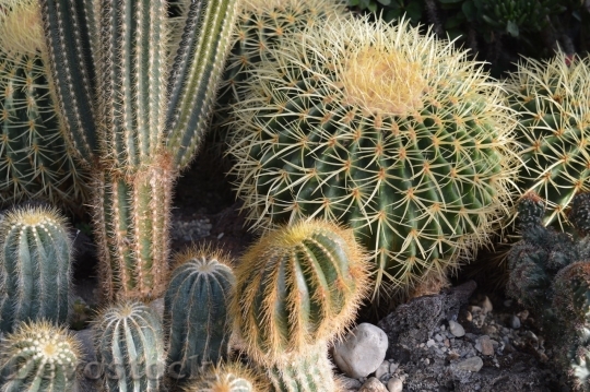 Devostock Cactus beautiful  (56)