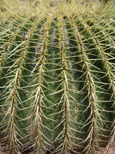 Devostock Cactus beautiful  (6)