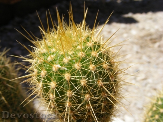 Devostock Cactus beautiful  (62)
