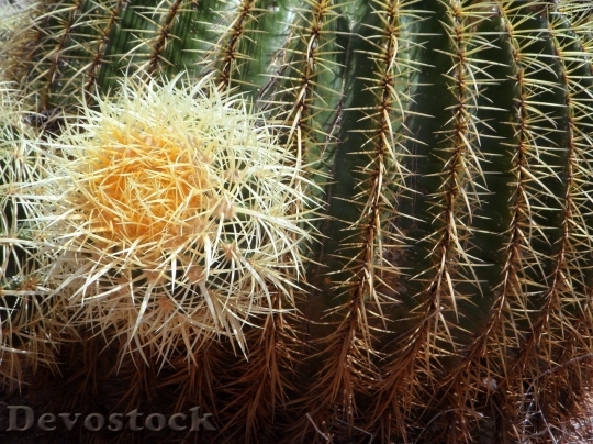 Devostock Cactus beautiful  (7)