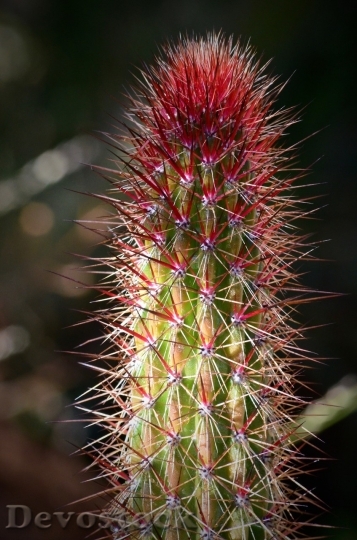 Devostock Cactus beautiful  (71)