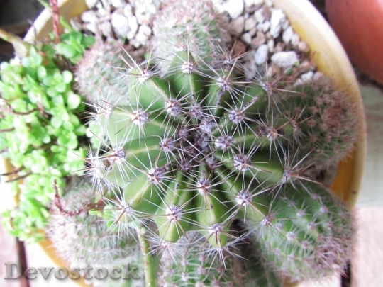 Devostock Cactus beautiful  (73)