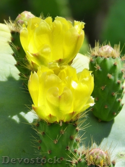 Devostock Cactus beautiful  (80)