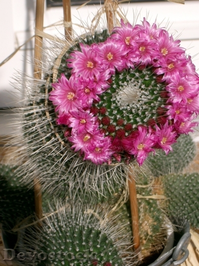 Devostock Cactus beautiful  (88)