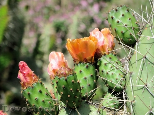 Devostock Cactus beautiful  (96)