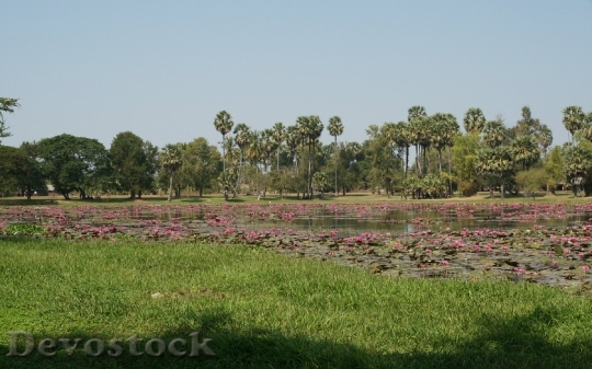 Devostock cambodia-lotuspond-dsc00522-a1-ws
