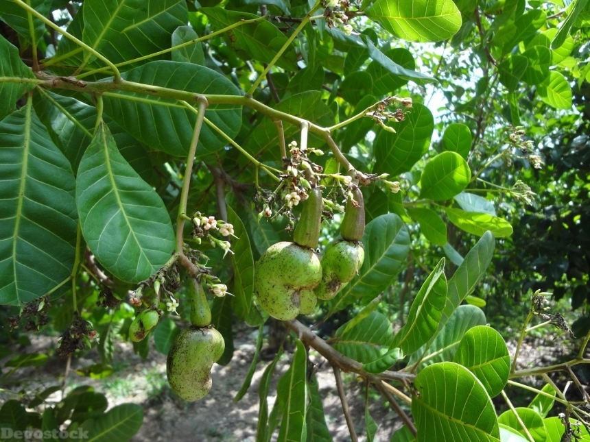 Devostock Cashew nuts  (11)