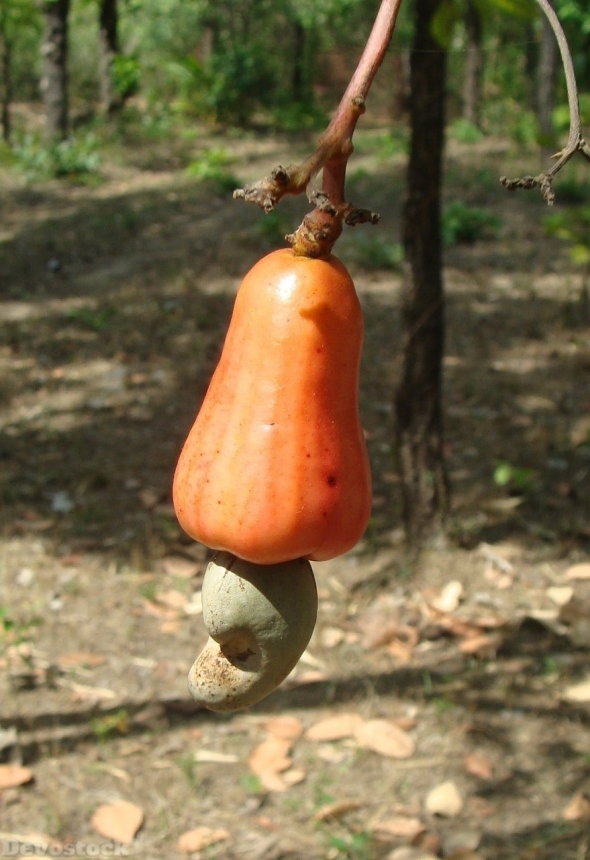 Devostock Cashew nuts  (13)