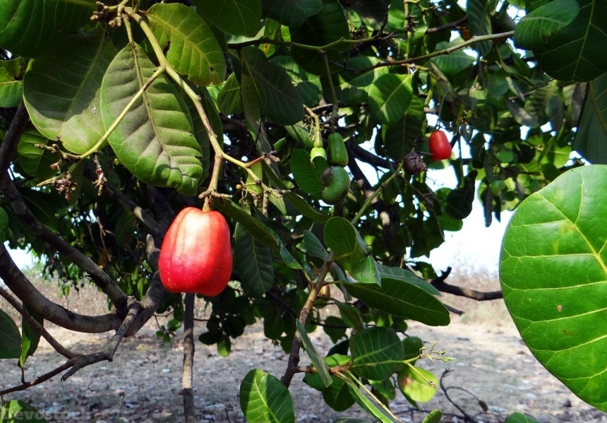 Devostock Cashew nuts  (17)