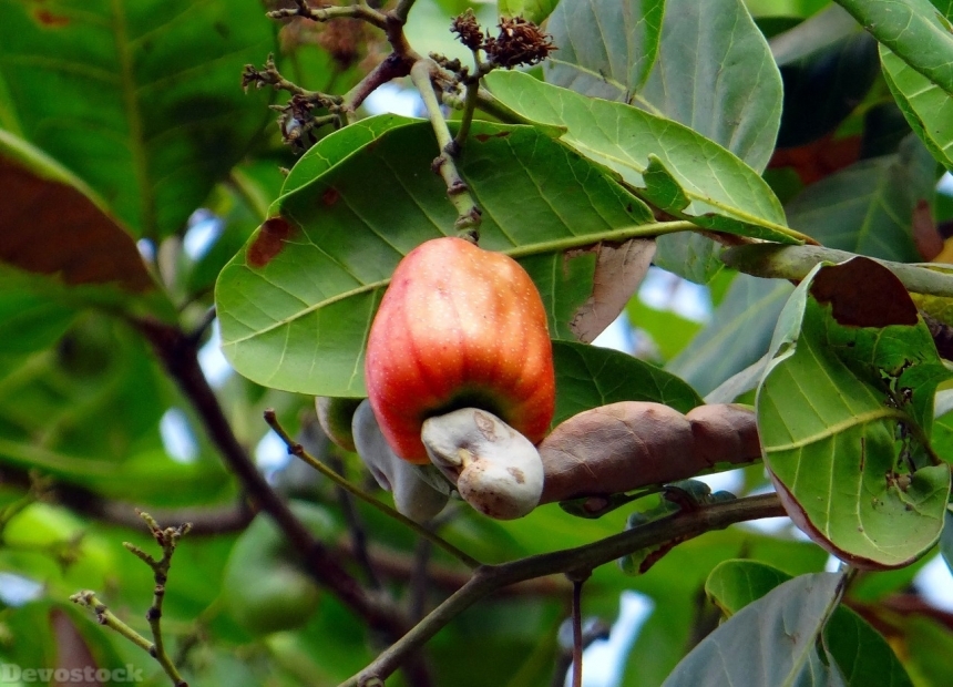 Devostock Cashew nuts  (18)