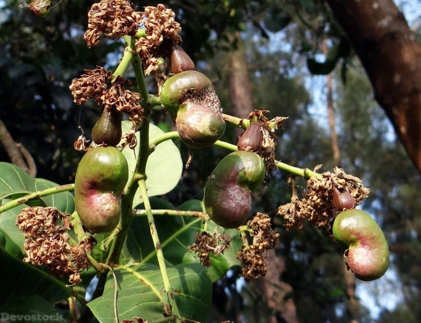 Devostock Cashew nuts  (64)