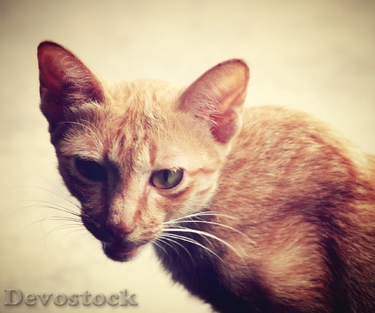 Devostock Cat Stock Photos,
