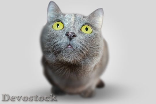 Devostock cat-animal-eyes-grey-54632.jpeg
