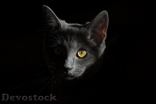 Devostock cat-animals-cats-portrait-of-cat