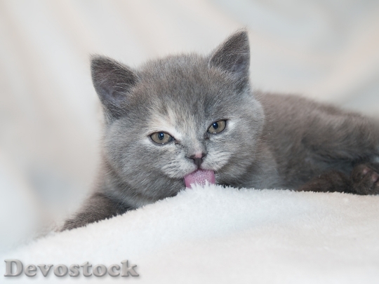 Devostock cat-animals-kitten-kitty-60635.jpeg