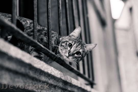 Devostock cat-balcony-surprised-look-80363.jpeg