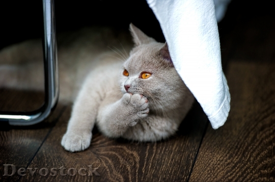 Devostock cat-british-shorthair-bkh-thoroughbred-162287.jpeg